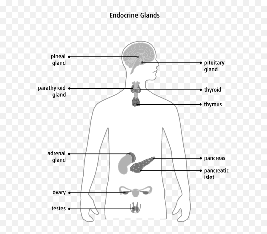 Holistic Guide To Healing The Endocrine System And Balancing Emoji,Movie Takepills Repress Emotion