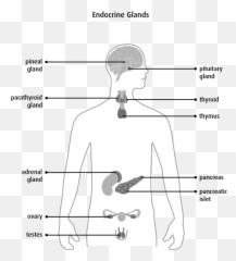 Holistic Guide To Healing The Endocrine System And Balancing Emoji,Movie Takepills Repress Emotion
