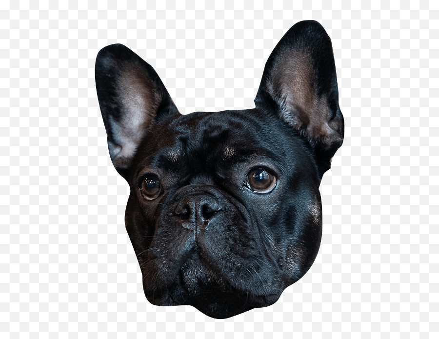 The Ceros Pet Calendar 2021 Digital Edition - Ceros Inspire Emoji,Small Squeaky Smily Face Emoticon Dog Toys