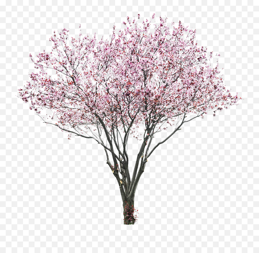 Tree Sakura Flower Pink Japan Sticker - Cherry Blossom Watercolor Tree Png Emoji,Cherry Flower Japan Emoji
