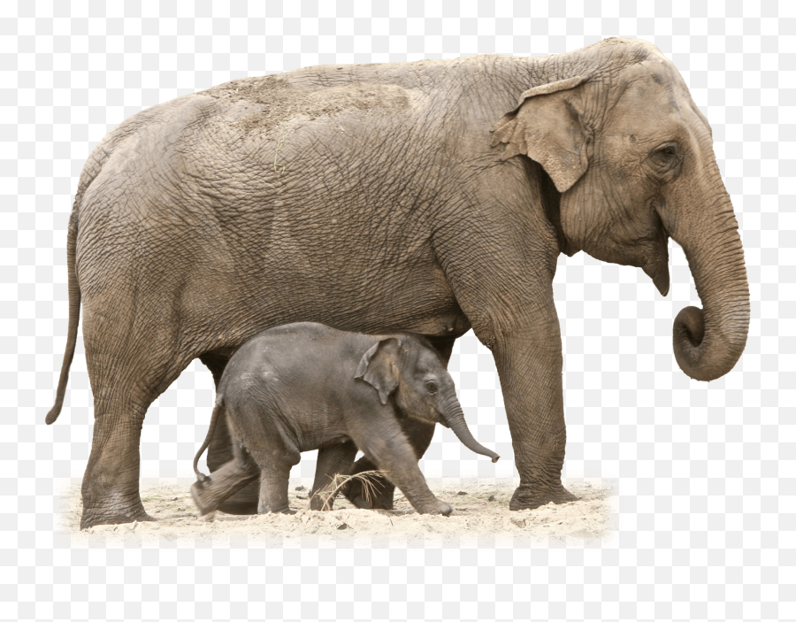 Mom And Baby Animals Png - 10 Free Hq Online Puzzle Games On Mother And Baby Elephant Png Emoji,Baby Elephant Emoji