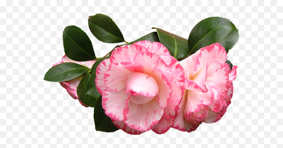 Free Photo Flower Camelia Japonica Blossom Camellia Bush - Transparent Camellia Flower Png Emoji,Emotion Stamen