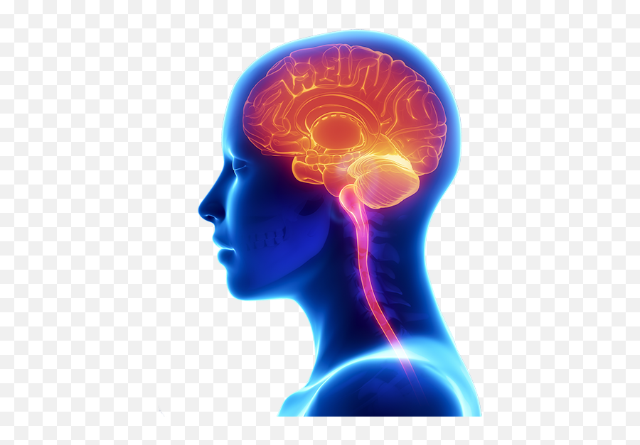 Procesos Mentales - Activa Tu Cerebro Human Brain Png Hd Emoji,Confundida Emoticon