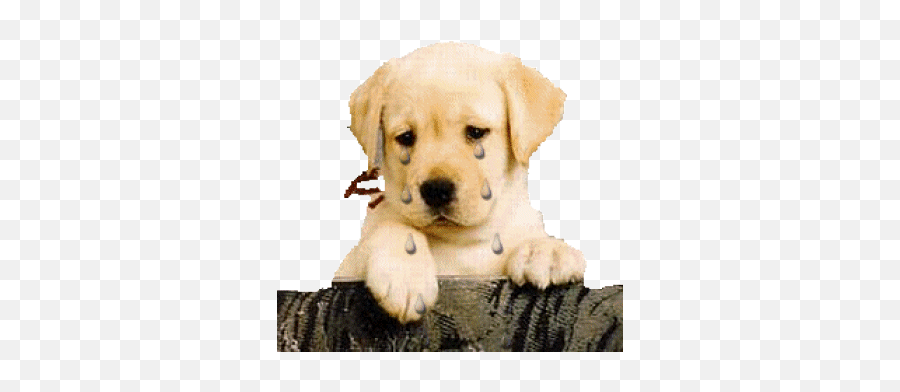 63 How Do You Say Thank You Ideas - Sad Puppy Gif Transparent Emoji,Cute Dog Thank You Emoticon