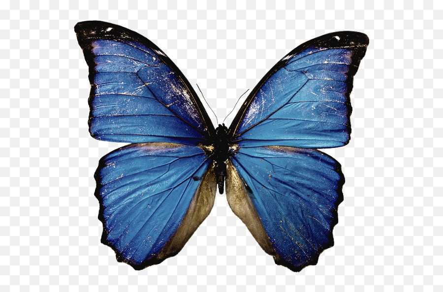 Free Transparent Butterfly Png Download - Blue Butterfly White Background Free Emoji,Apple Emojis Ios 10 Butterfly
