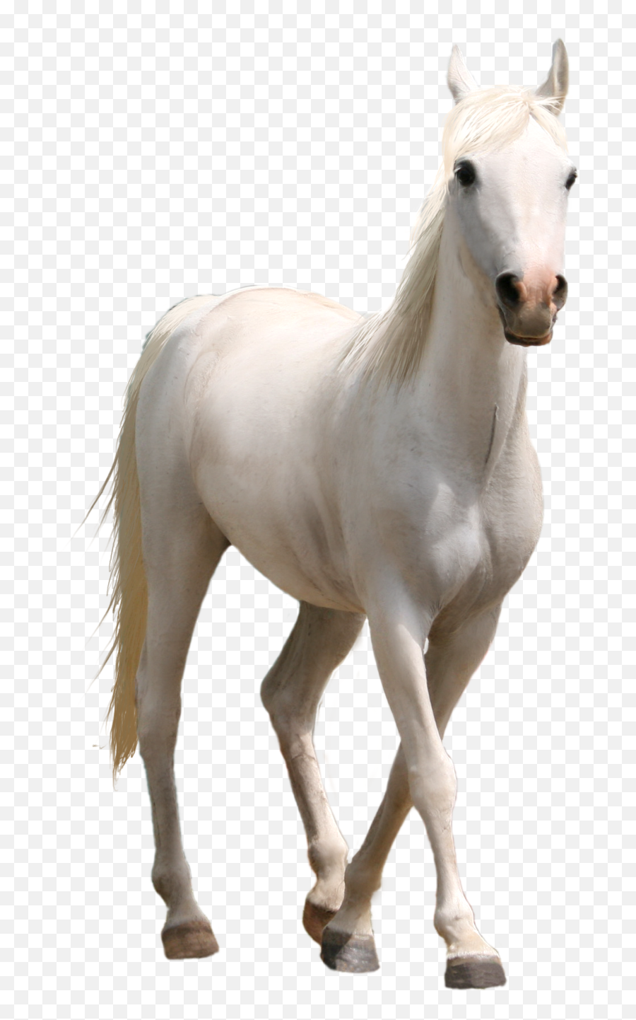 Free Png Horse Download Free Png Horse Png Images Free Emoji,Maple Leaf Officer Horse Emoji