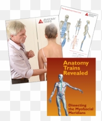 Anatomy Trains Dissection Bundle Emoji,A Bunch Of Muscle Emojis