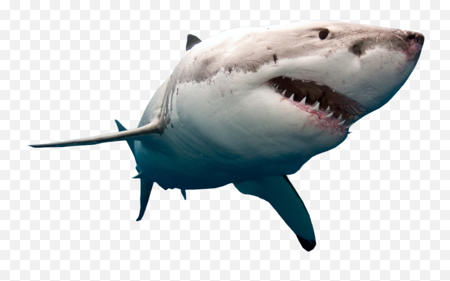 Face Megalodon Shark Png Pic Png Mart Emoji,(^^^) Shark Emoji