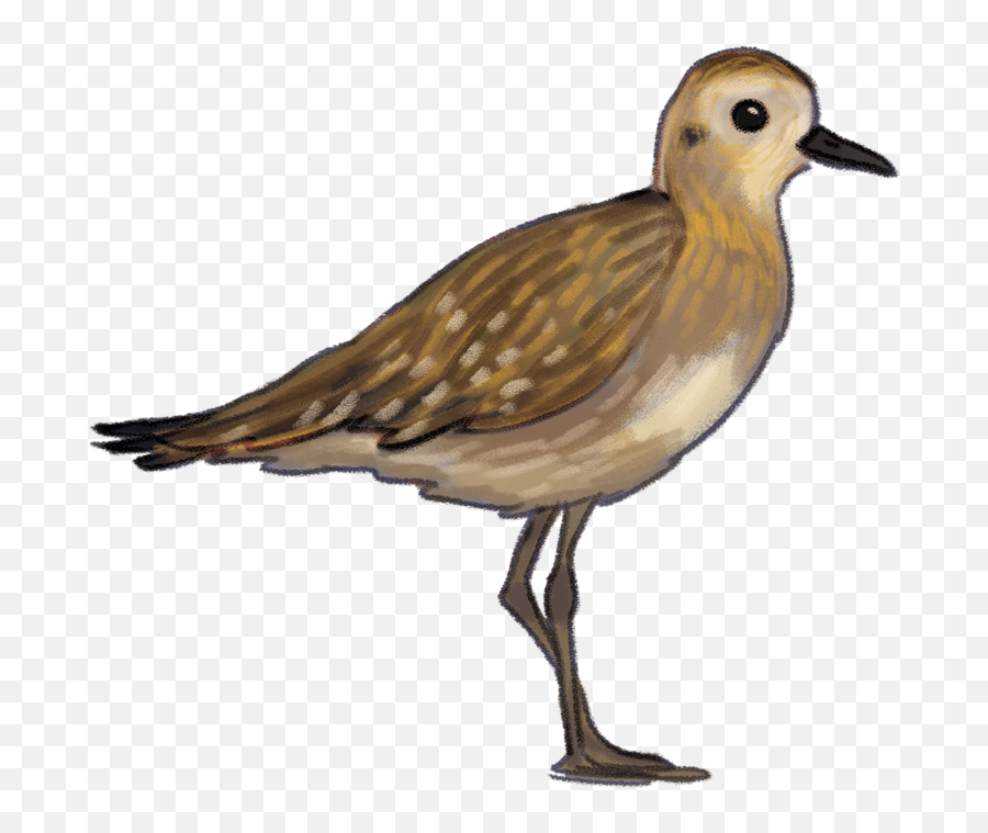 Plover Bird Png Transparent Cartoon - Jingfm Plover Bird Png Emoji,Bird Nest Emoji