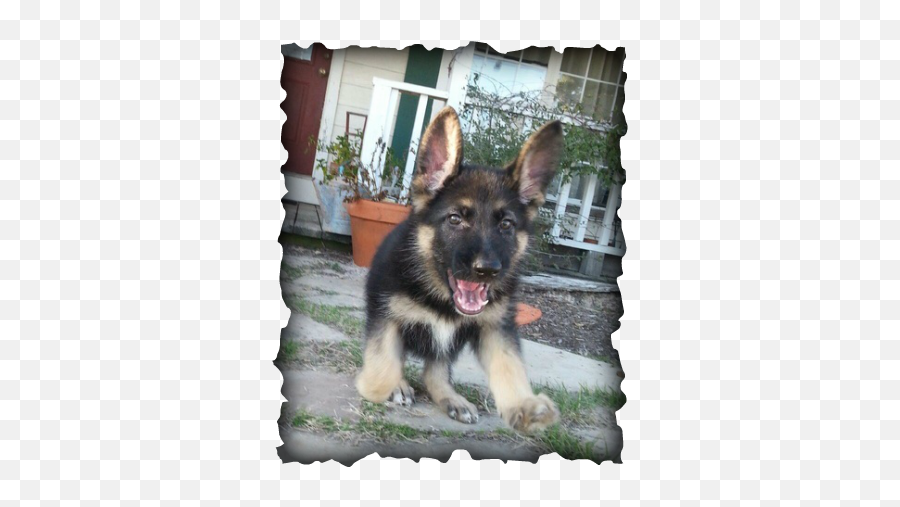 German Shepherd Puppies For Sale In Texas - Petswall Old German Shepherd Dog Emoji,How To Tell German Shepherds Emotions By Their Ears