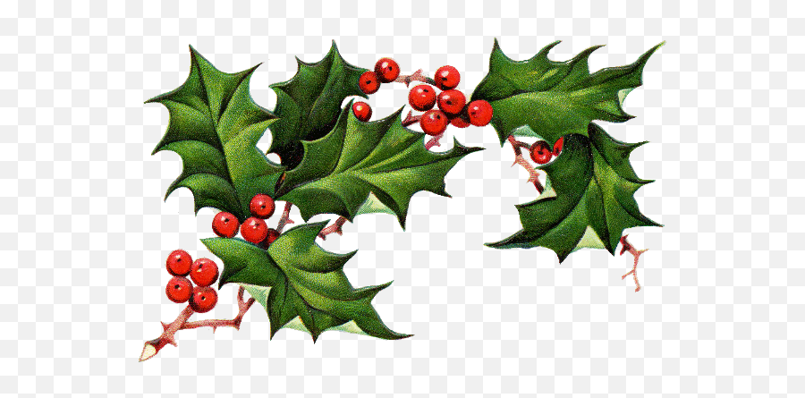 Berries Christmas Nature Green Red Sticker By Sandra - Christmas Holly Png Emoji,Gif Emojis Under A Mistletoe