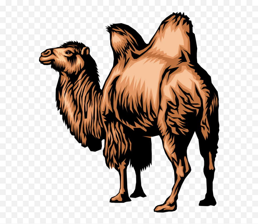 Vector Illustration Of Dromedary Two - Humped Camel Beast Mongolian Camel Vector Head Emoji,Humping Smiley Emojis Gif