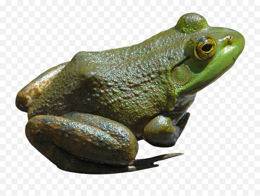Frogpng3833png 15351094 Frog Green Frog Frog Pictures - Bullfrog Png Emoji,Frog Emoji Png