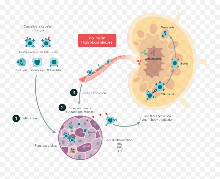 Autoimmunity - By Universe Life Sciences Cisbio Autoimmune Disease Type 1 Diabetes Emoji,Monoclonal Emoji