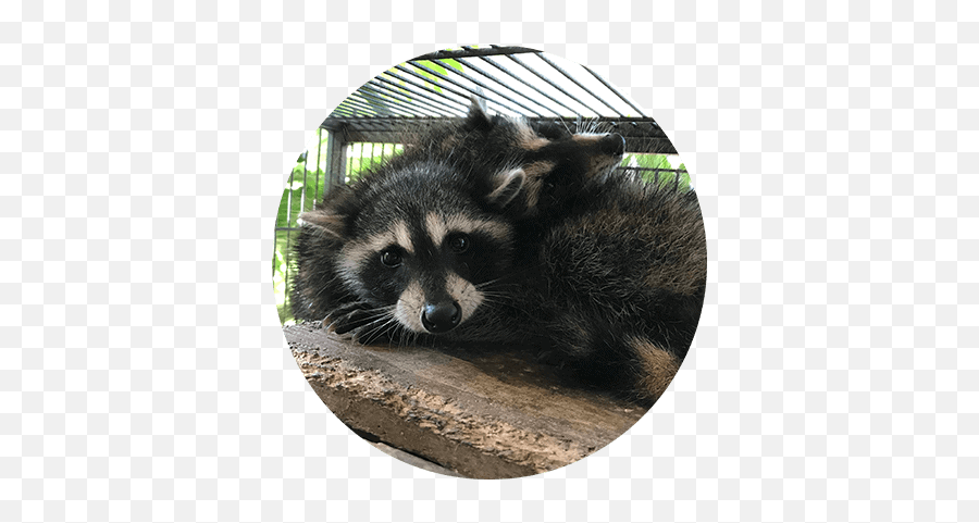 All Things Wild Rehabilitation - Raccoon Emoji,Wildlife Emojis Discord
