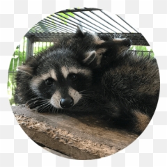 All Things Wild Rehabilitation - Raccoon Emoji,Wildlife Emojis Discord
