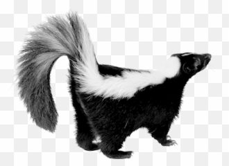 Skunks - Transparent Skunk Png Emoji,Skunk Emoji Android