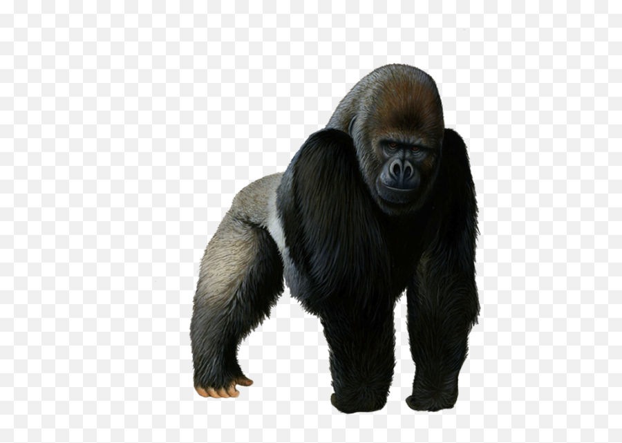 Angry Gorilla Png Transparent Images Free Download Emoji,Angry Monkeys Emojis