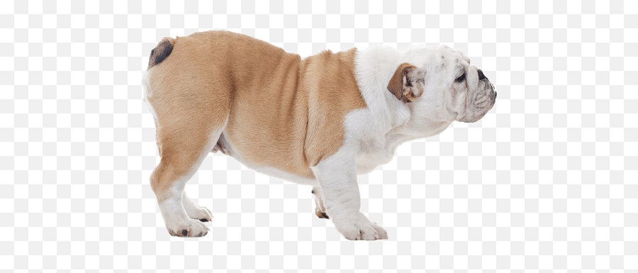 Bulldog Dog Breed Facts And Information - Wag Dog Walking Emoji,French Bulldog Emoticon Butt