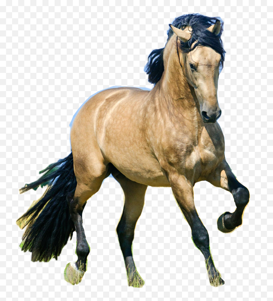 Horse Sticker - Animal Figure Emoji,Horse Emoji App