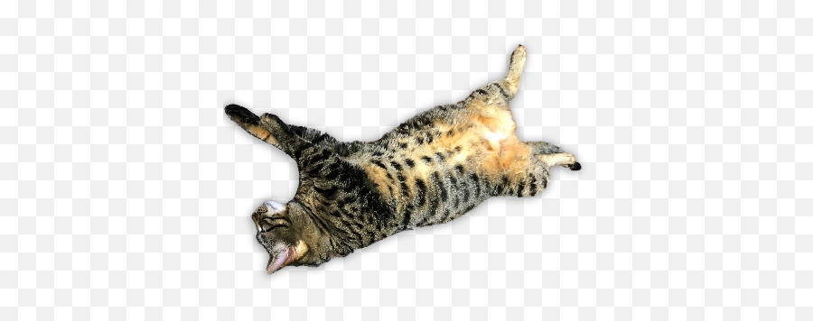 A Fun Cat Message Sticker By Ecnect Inc Emoji,Cat Lying Down Emoji