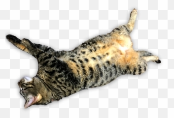 A Fun Cat Message Sticker By Ecnect Inc Emoji,Cat Lying Down Emoji