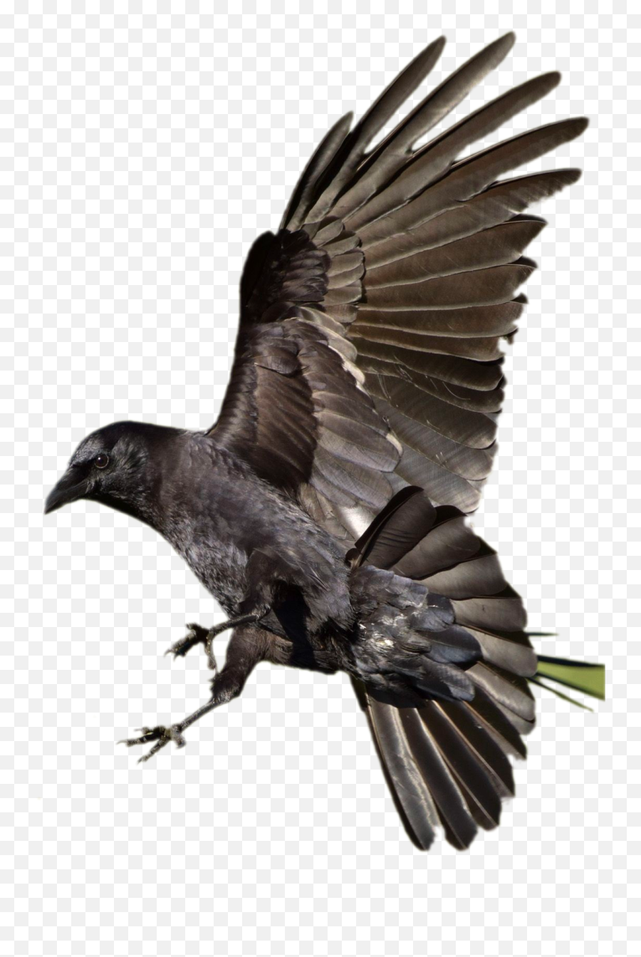 Corvid Crow Blackbird Birds Raven Sticker By Angel - American Crow Emoji,Raven Emoji
