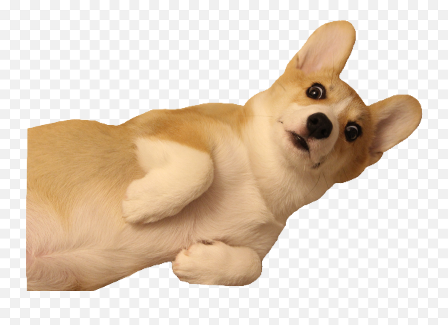 Corgi Dog Puppy Dogs Sticker - Animal Figure Emoji,Corgi Emoji