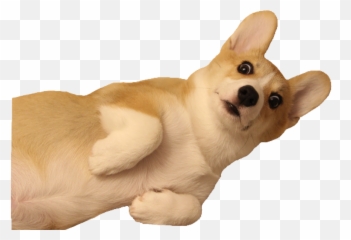 Corgi Dog Puppy Dogs Sticker - Animal Figure Emoji,Corgi Emoji