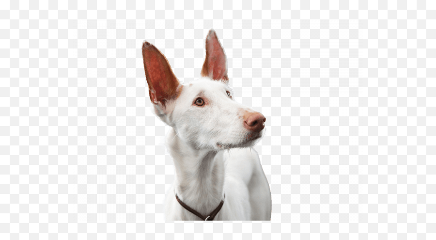 Podenco Ibicenco Breed Description - Podenco Ibicenco Emoji,Dog Ear Emotions