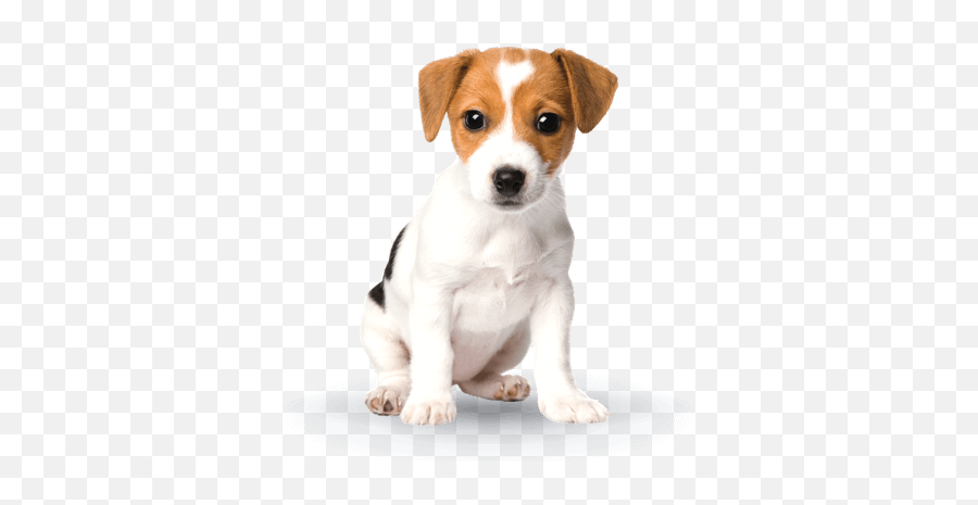 Puppy Advance - Perros Cachorros En Png Emoji,Emotions Do Zap Animais