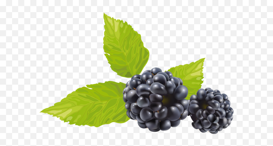 Blackberry Png Resolution640x402 Transparent Png Image - Black Raspberry Png Emoji,Blackberry Versions Of Emojis