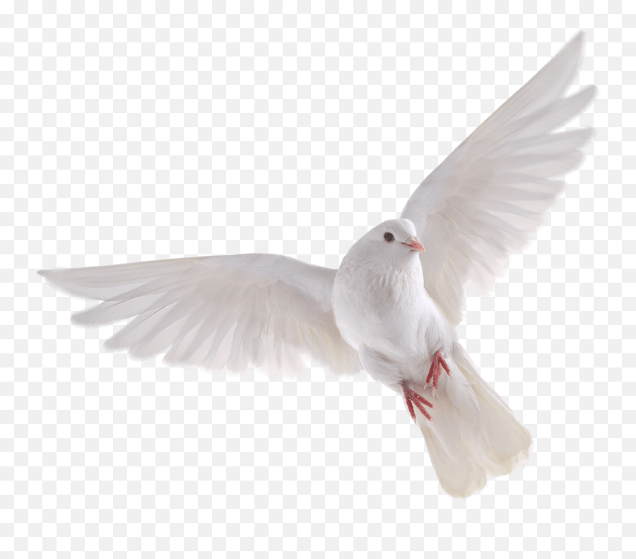 Pigeon Pigeons Whitepigeon Flying - Background Bird Png Download Emoji,Flying Bird Emoji