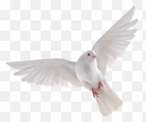 Pigeon Pigeons Whitepigeon Flying - Background Bird Png Download Emoji,Flying Bird Emoji