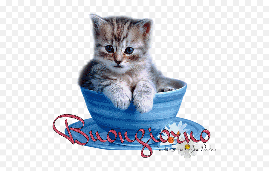 Immagini Buongiorno Animali Gif - Beautiful Cute Wallpapers Of Cats Emoji,Buon Giorno Emoticon