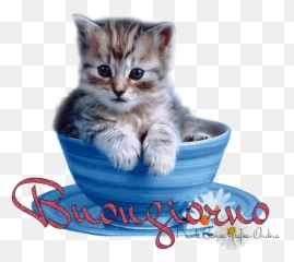Immagini Buongiorno Animali Gif - Beautiful Cute Wallpapers Of Cats Emoji,Buon Giorno Emoticon