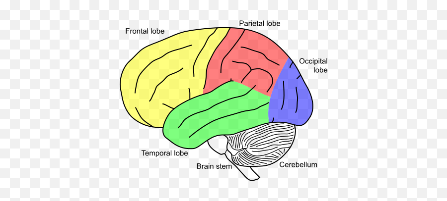 Akinetic Mutism - Wikiwand Causes Muteness Emoji,Meningioma Affects Areas Of Brain Right Occipital Emotions