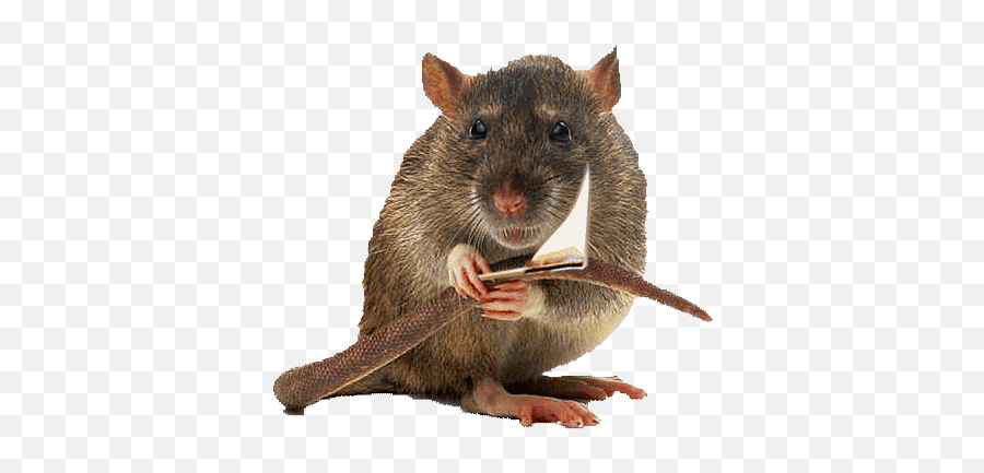 Rats On Gifs - 80 Animated Images Of These Rodents Emoji,Hamster On A Wheel Emoticon