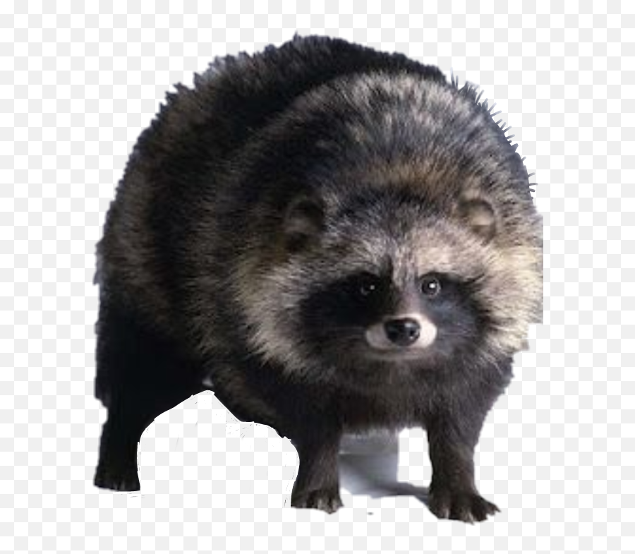 Cute Babaabsbaba Bad Animal Sticker - Japanese Raccoon Dog Gif Emoji,Tanuki Emoji