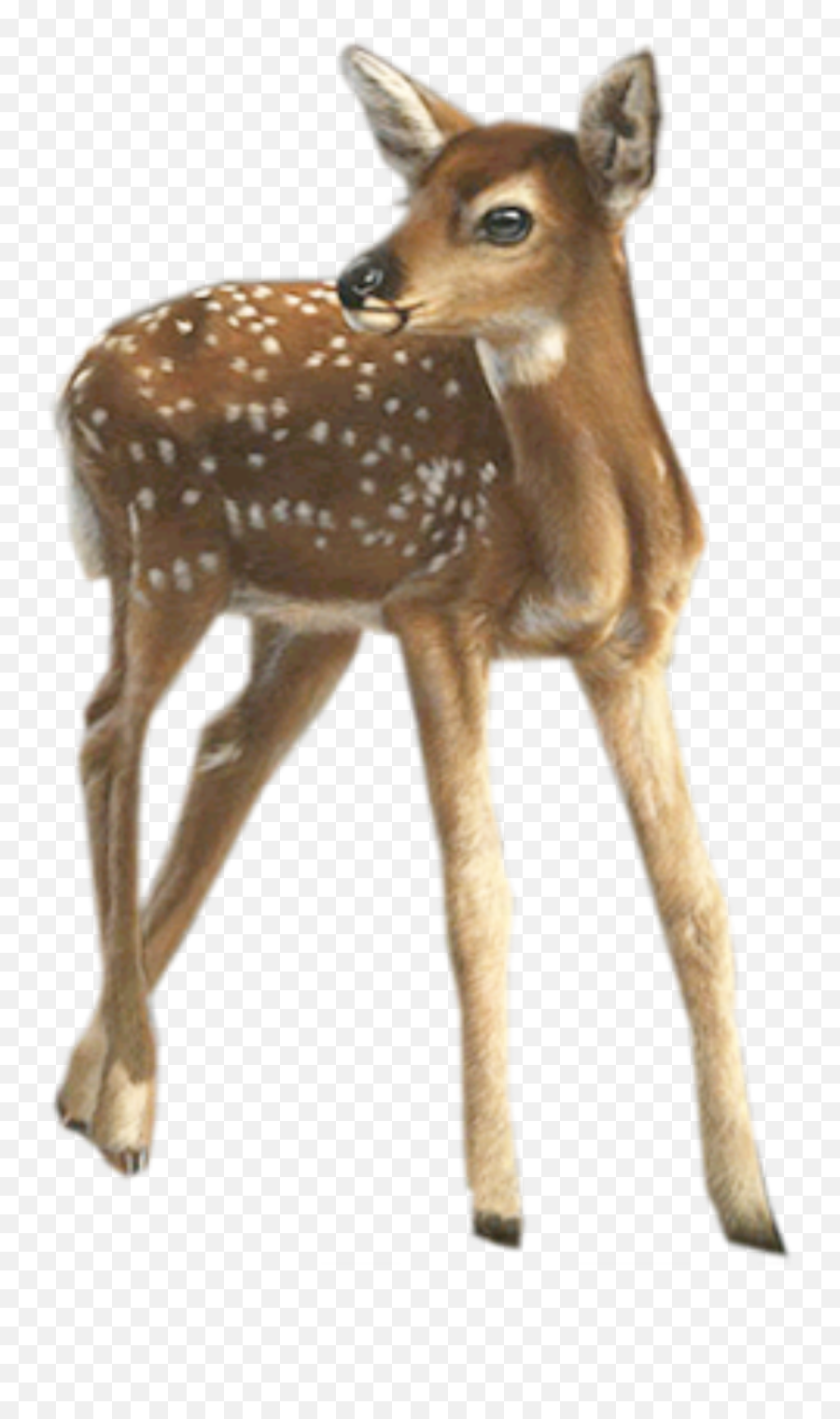 Deer Fawn Baby Sticker By Chris - Realistic Clipart Deer Emoji,Whitetail Deer Emoji