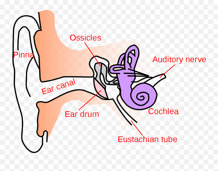 Free Free Anatomy Images Download Free - Human Ear Diagram Class 8 Emoji,Flyff Emoticon