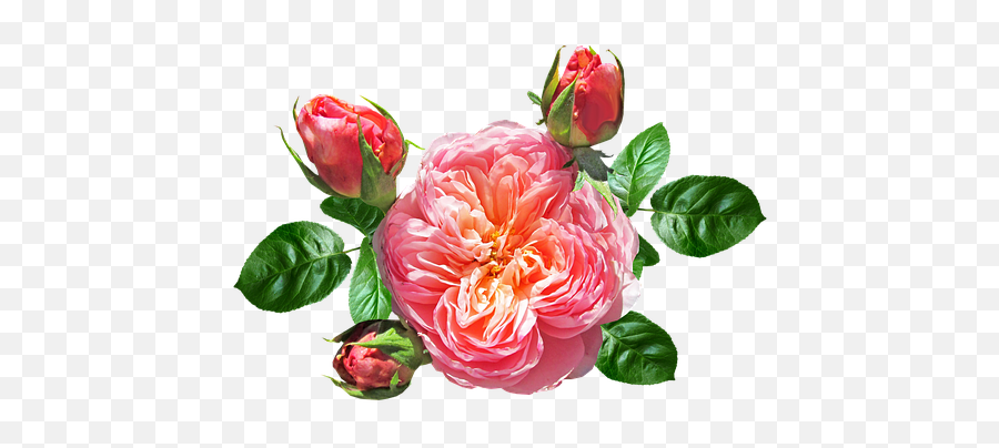 20 Free David Austin U0026 Rose Photos - Pixabay David Austin Roses Png Emoji,Deep Emotions Roses