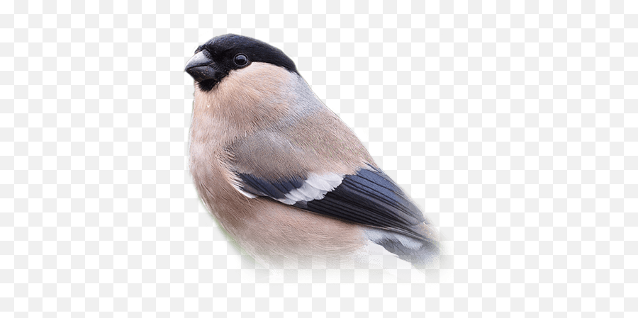 Finch Personality Food U0026 Care U2013 Pet Birds By Lafeber Co - Grey Finches Emoji,Bird Jay Emoticon