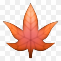 Pd Douglenisdiaz U2014 Likes Askfm - Maple Leaf Emoji Png,Te Amocon Emojis