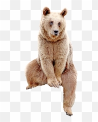 Largest Collection Of Free - Toedit Florestas Stickers Kodiak Bear Emoji,Shades Polar Bear Emoji