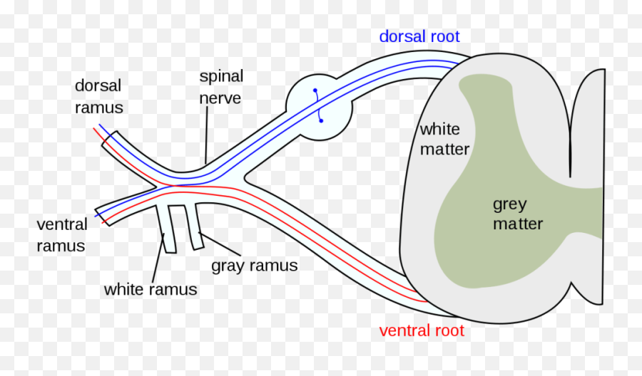 Nervous System Biology - Quizizz Spinal Nerves Formation Emoji,Is The Nervous Syst Responsible For Some Emotions