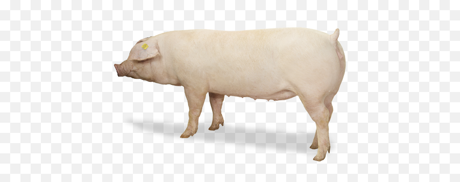 American Landrace Pig Genetics Chester White American - American Landrace Female Emoji,Ushaka Emoji