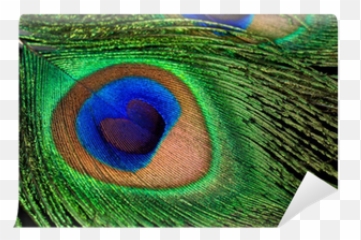 Peacock Feather Close - Up Wall Mural U2022 Pixers We Live To Colour In Peacock Feathers Emoji,Peacock Feather Ascii Emoticon