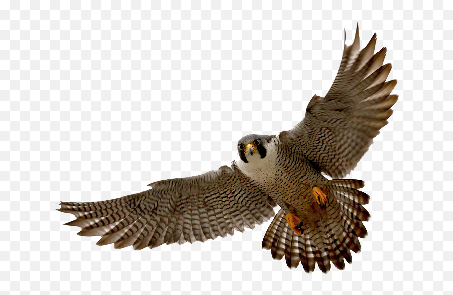 Falcon Clip Art Tumundografico 4 - Peregrine Falcon No Background Emoji,Falcons Emoji