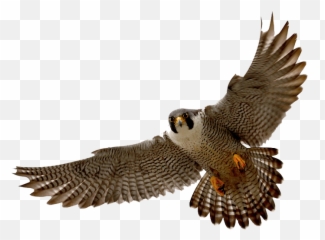 Falcon Clip Art Tumundografico 4 - Peregrine Falcon No Background Emoji,Falcons Emoji
